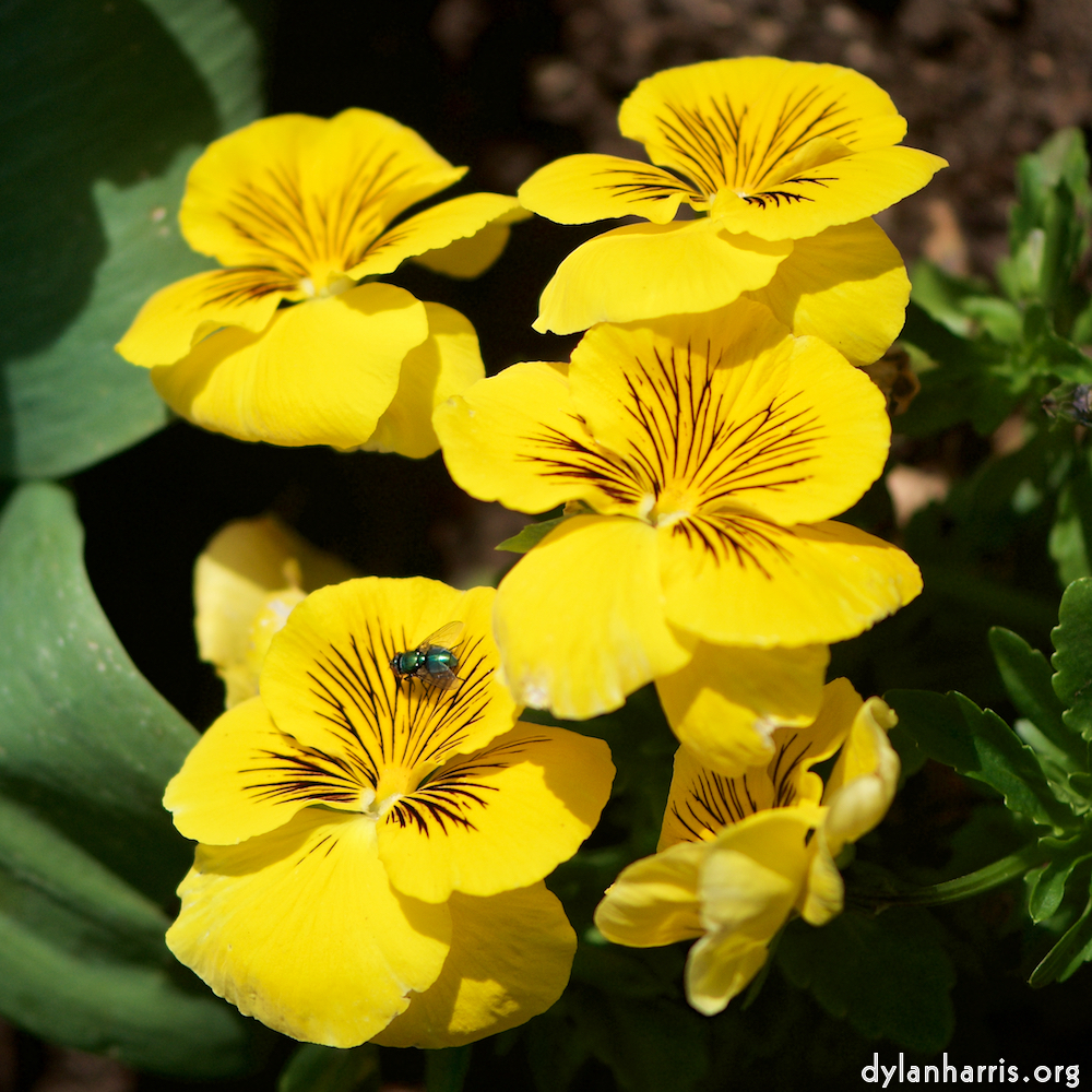 image: This is ‘
escher blummen (cxxix) 3
’.