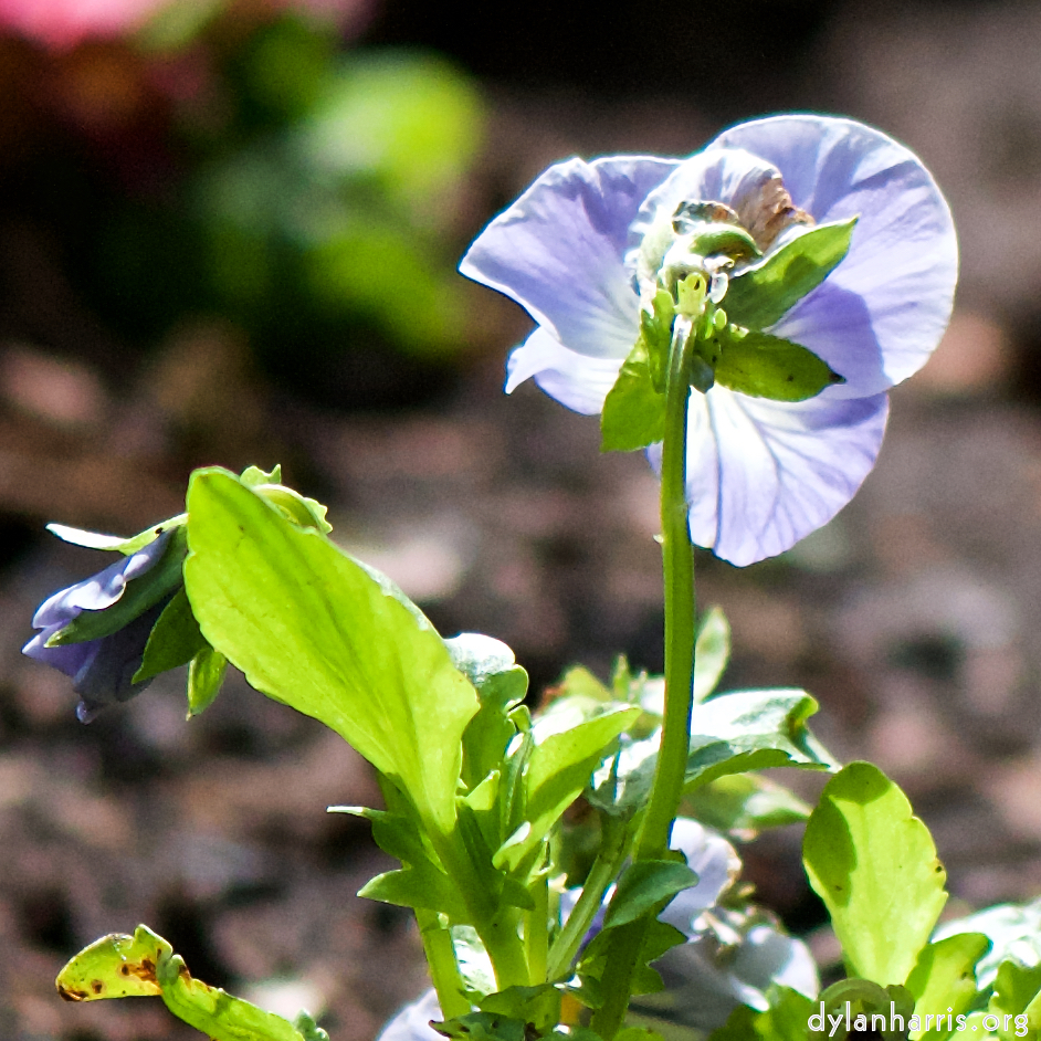 image: This is ‘
escher blummen (cxxix) 4
’.