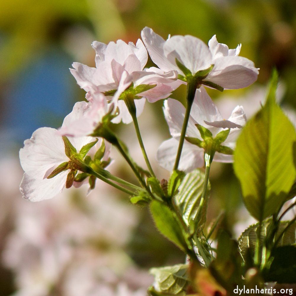 image: This is ‘
escher blummen (cxxix) 6
’.