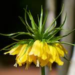 image: Image from the photoset ‘
escher blummen (cxxix)
’.