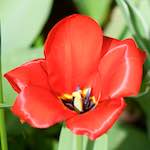 image: Image from the photoset ‘
escher blummen (cxxix)
’.