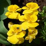 image: Image from the photoset ‘
escher blummen (cxxix)
’.