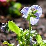 image: Image from the photoset ‘
escher blummen (cxxix)
’.