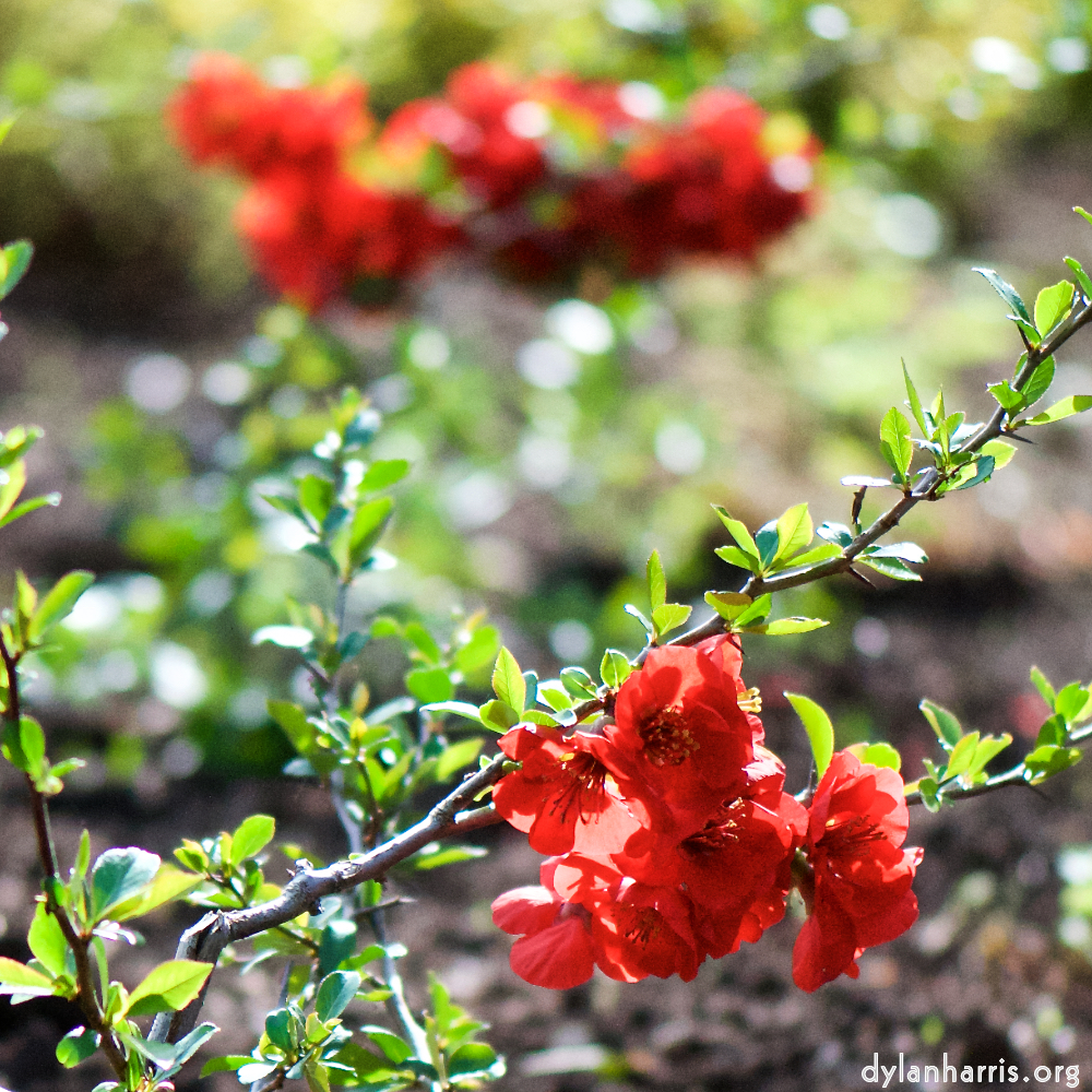 image: Voici ‘fleurs d’esch (cxxx) 1’.