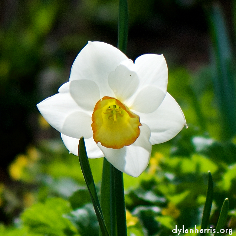 image: Voici ‘fleurs d’esch (cxxx) 2’.