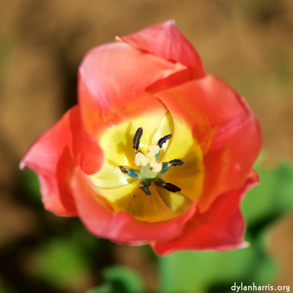 image: Voici ‘fleurs d’esch (cxxx) 4’.