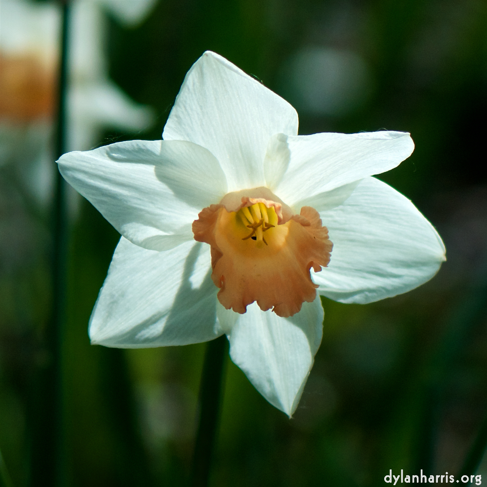 image: Voici ‘fleurs d’esch (cxxx) 5’.