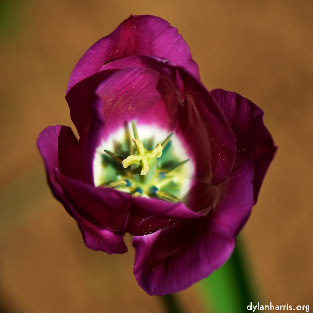 image: Voici ‘fleurs d’esch (cxxx) 6’.