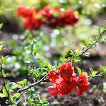 image: Image du photoset ‘fleurs d’esch (cxxx)’.