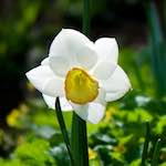 image: Image du photoset ‘fleurs d’esch (cxxx)’.