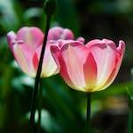 image: Image du photoset ‘fleurs d’esch (cxxx)’.