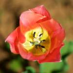 image: Image du photoset ‘fleurs d’esch (cxxx)’.