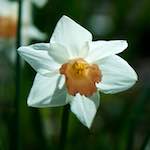 image: Image du photoset ‘fleurs d’esch (cxxx)’.