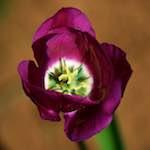 image: Image du photoset ‘fleurs d’esch (cxxx)’.