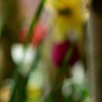 image: Image du photoset ‘park (xxxvi)’.