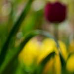 image: Image du photoset ‘park (xxxvi)’.