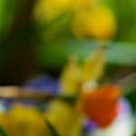 image: Image du photoset ‘park (xxxvi)’.