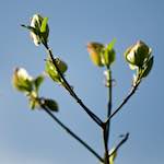 image: Image du photoset ‘park (xxxvi)’.