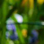 image: Image du photoset ‘park (xxxvi)’.