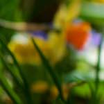 image: Image du photoset ‘park (xxxvii)’.