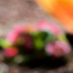 image: Image du photoset ‘park (xxxvii)’.