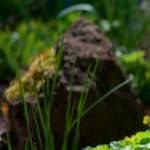 image: Image du photoset ‘park (xxxvii)’.