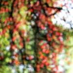 image: Image du photoset ‘park (xxxvii)’.