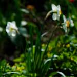 image: Image du photoset ‘park (xxxvii)’.