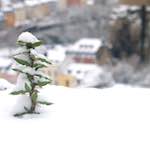 image: Image from the photoset ‘
rham (v)
’.