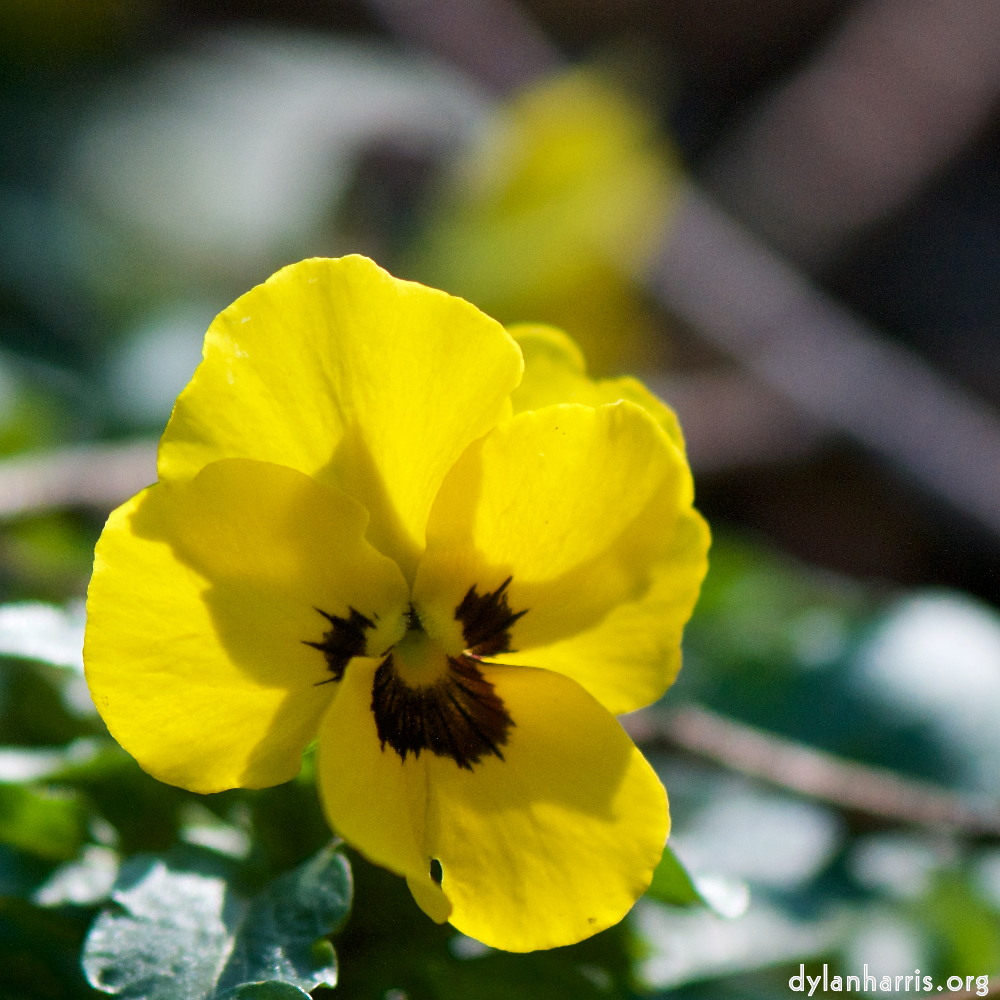 image: Voici ‘fleurs d’esch (cxix) 1’.