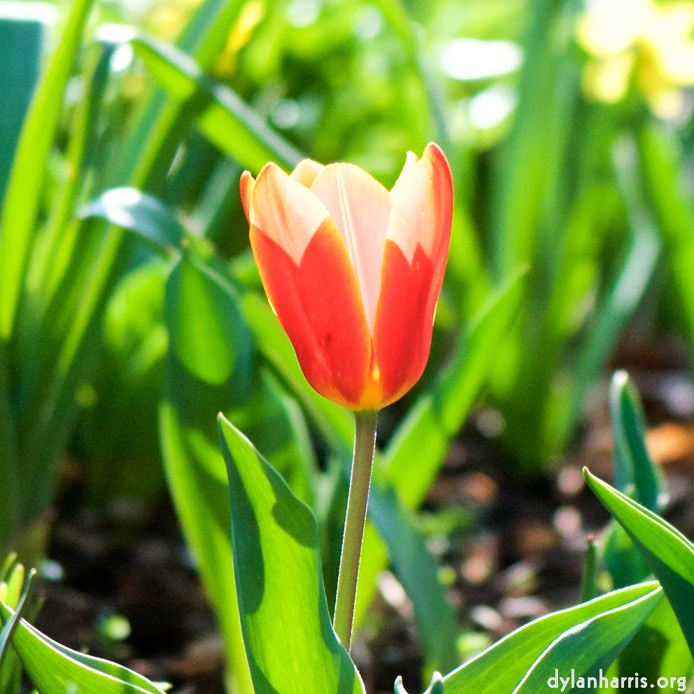 image: Voici ‘fleurs d’esch (cxix) 2’.