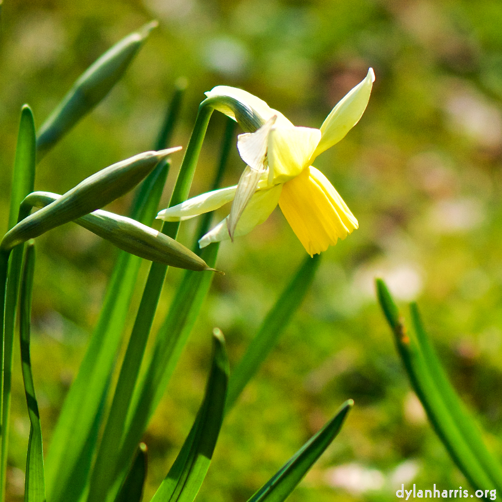 image: Voici ‘fleurs d’esch (cxix) 3’.