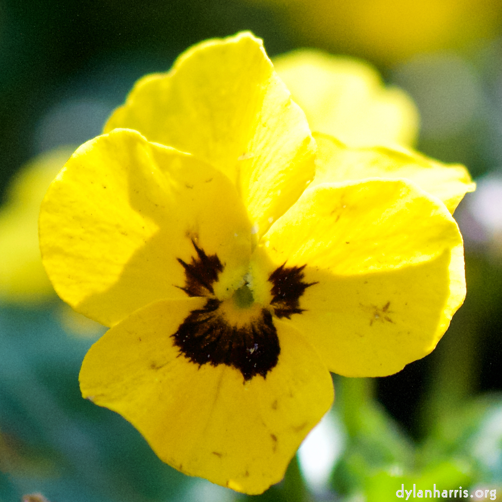 image: Voici ‘fleurs d’esch (cxix) 4’.