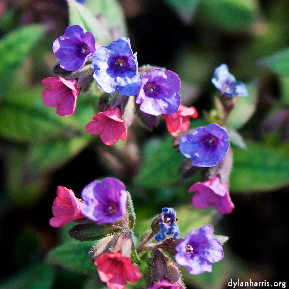 image: Voici ‘fleurs d’esch (cxix) 5’.