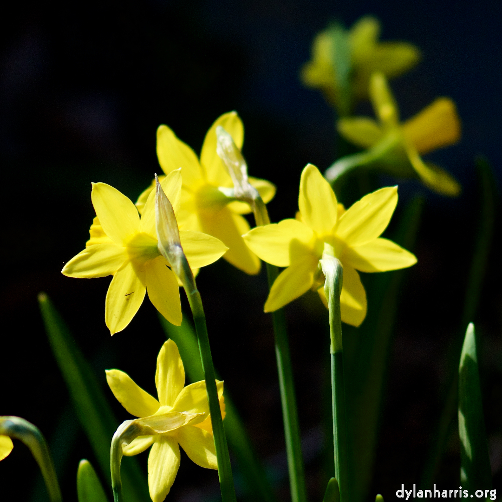 image: Voici ‘fleurs d’esch (cxix) 6’.