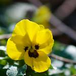 image: Image du photoset ‘fleurs d’esch (cxix)’.