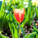 image: Image du photoset ‘fleurs d’esch (cxix)’.