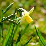 image: Image du photoset ‘fleurs d’esch (cxix)’.