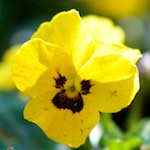 image: Image du photoset ‘fleurs d’esch (cxix)’.