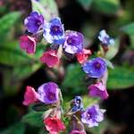 image: Image du photoset ‘fleurs d’esch (cxix)’.