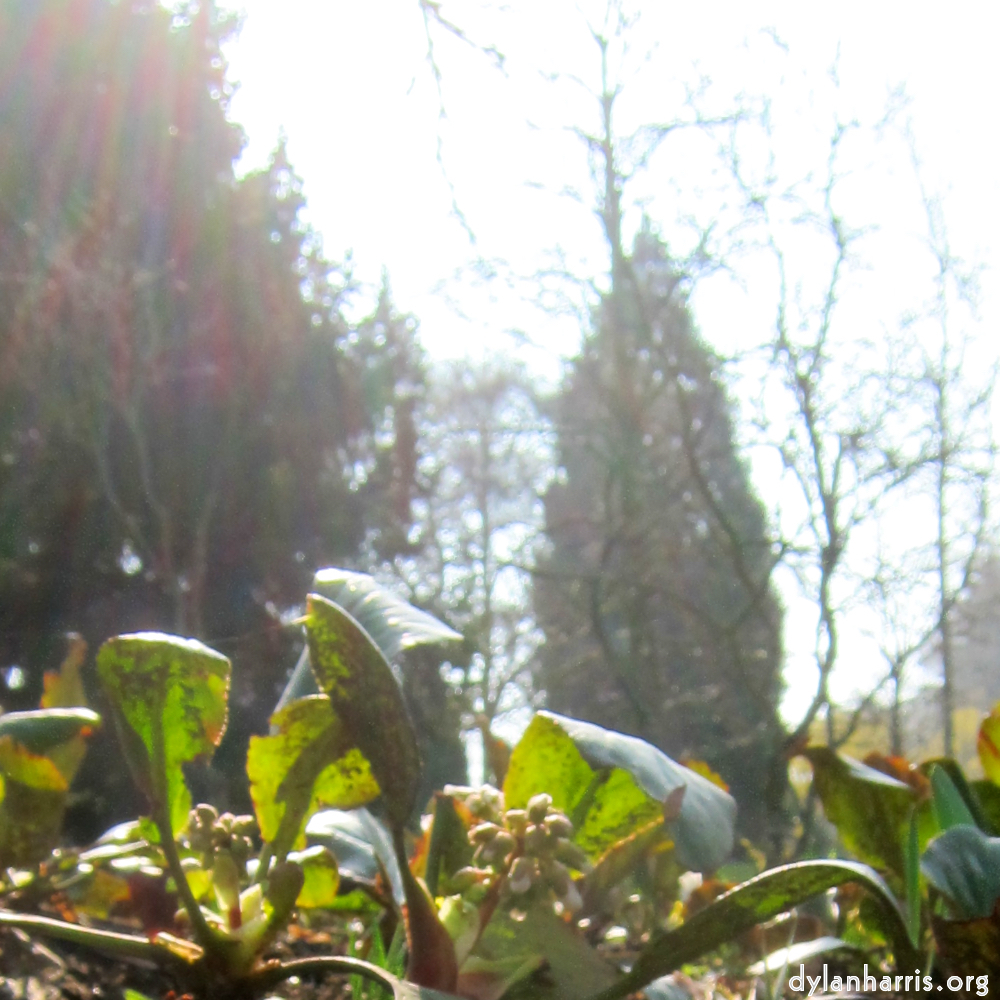 image: Voici ‘fleurs d’esch (cxx) 1’.