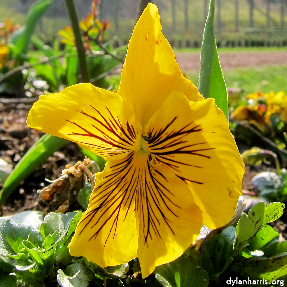 image: Voici ‘fleurs d’esch (cxx) 2’.