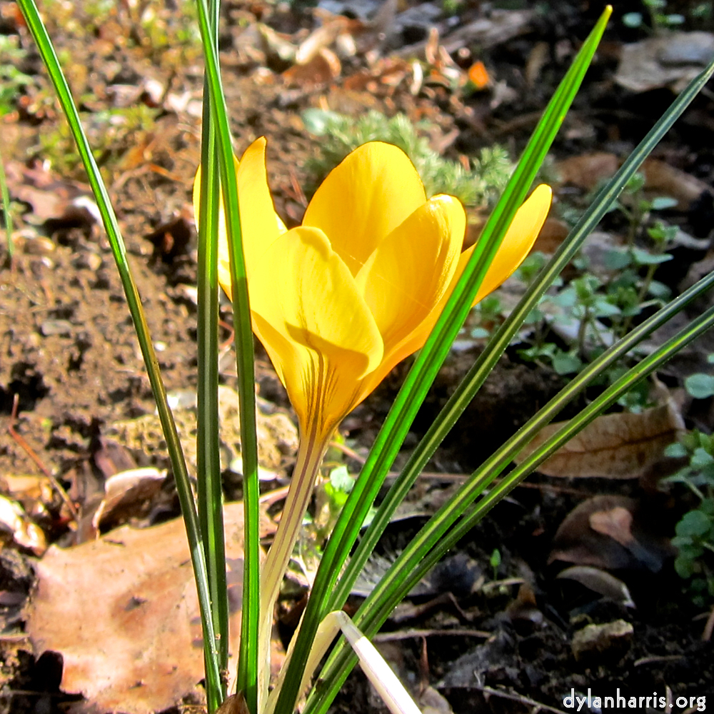 image: Voici ‘fleurs d’esch (cxx) 4’.