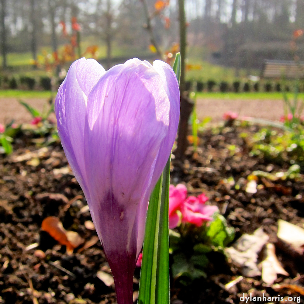 image: Voici ‘fleurs d’esch (cxx) 5’.