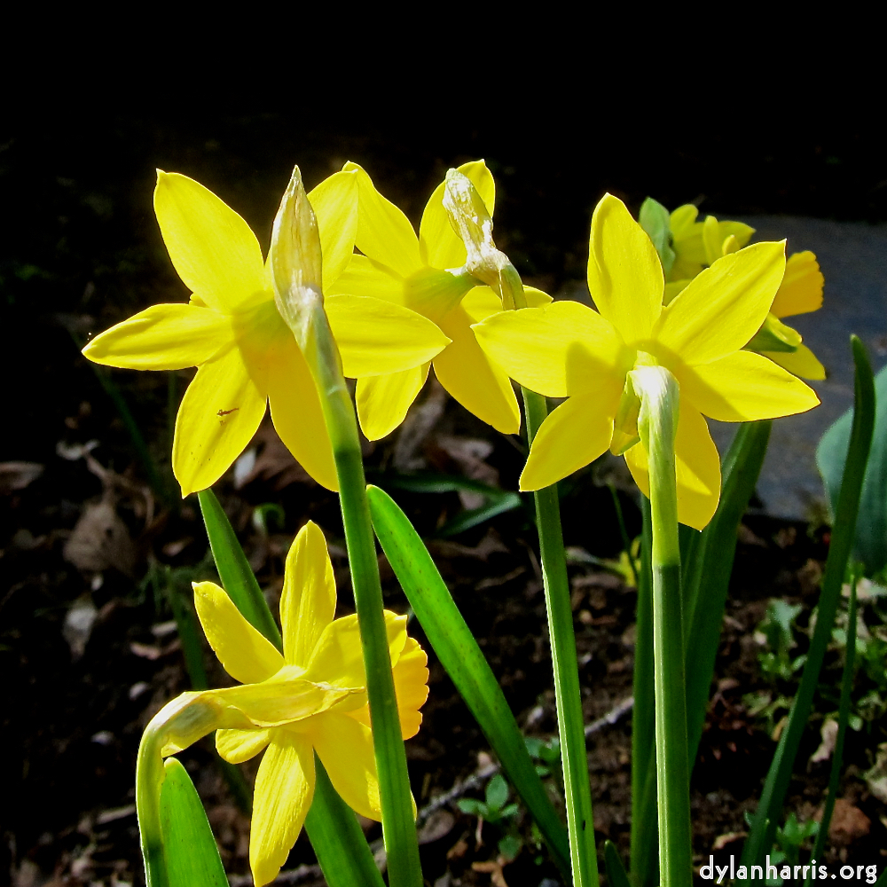 image: Voici ‘fleurs d’esch (cxx) 6’.