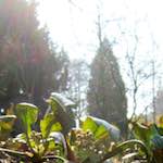 image: Image du photoset ‘fleurs d’esch (cxx)’.