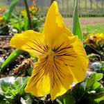 image: Image du photoset ‘fleurs d’esch (cxx)’.