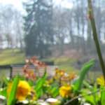 image: Image du photoset ‘fleurs d’esch (cxx)’.