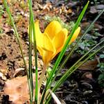 image: Image du photoset ‘fleurs d’esch (cxx)’.