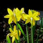 image: Image du photoset ‘fleurs d’esch (cxx)’.